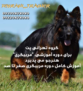 ‏پت ‏مربی ‏سگ ‏تحصصی ‏در ‏صادقیه 1