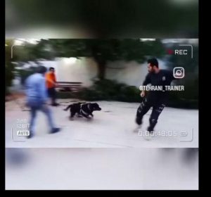 ‏پت ‏مربی ‏سگ ‏تحصصی ‏در ‏صادقیه 10 1